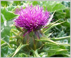 Milk-thistle.jpg