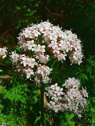 275px-Valeriana_officinalis_jfg1.jpg