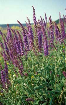 salvia_officinalis1а.jpg