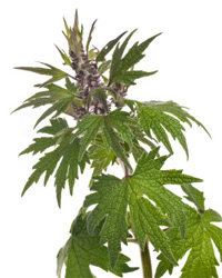 motherwort.jpg